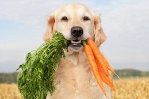 Alimentação natural cachorro