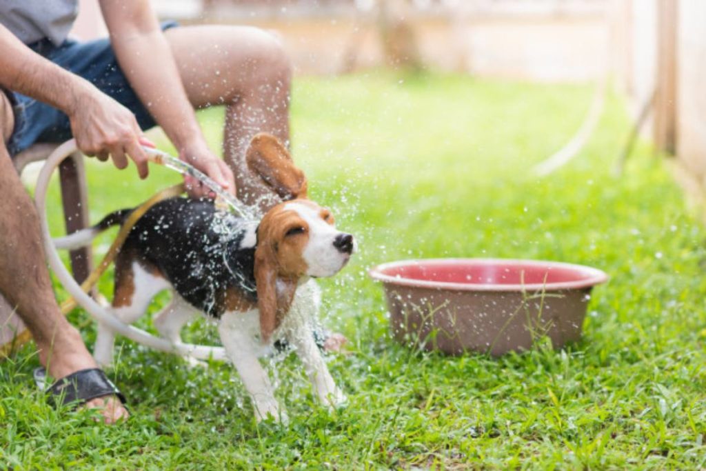 Banho Canino